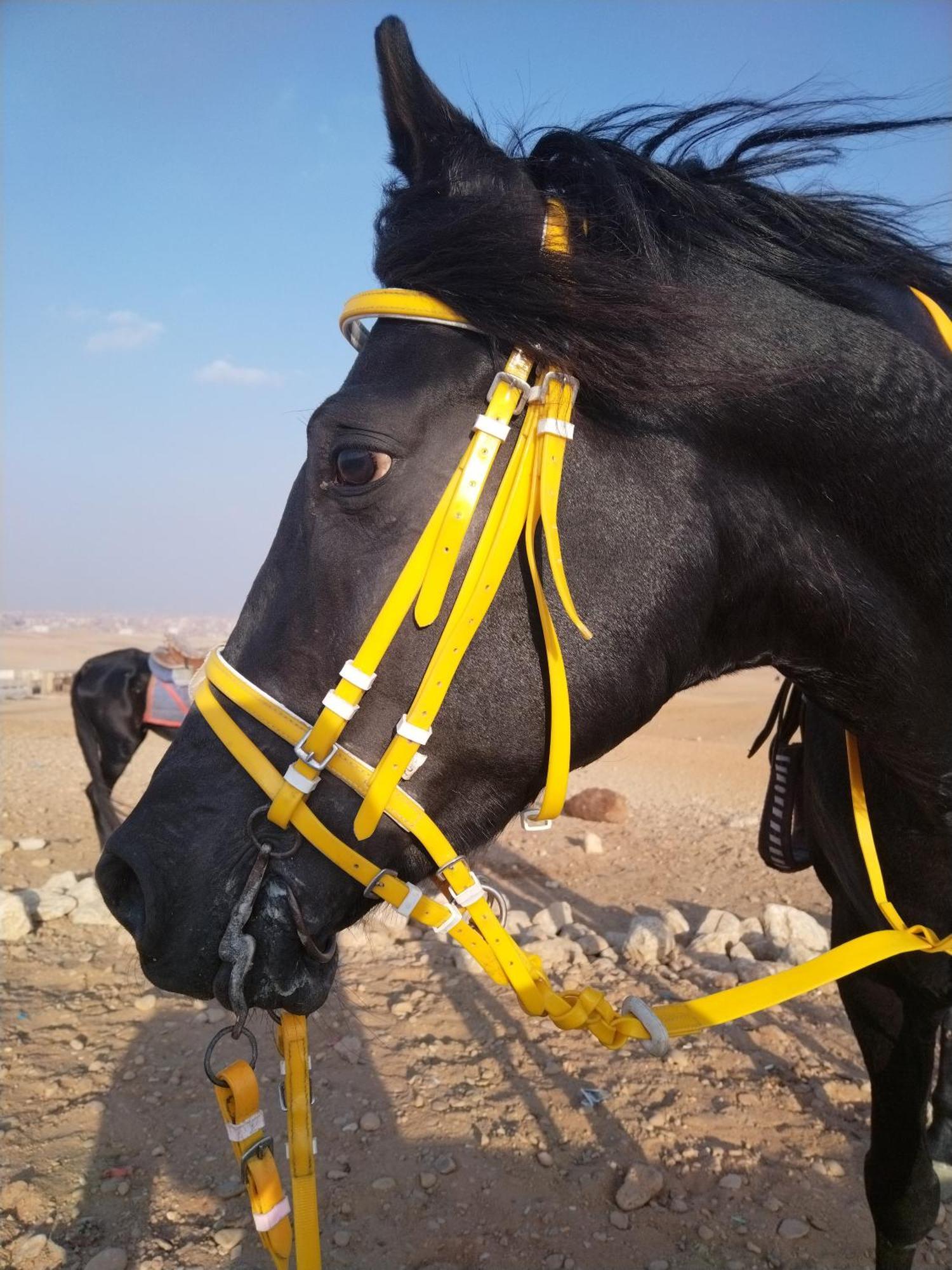 Mesho Falcon Pyramids View Inn Kafret el-Gabal Exterior foto